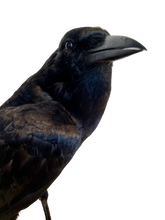 Load image into Gallery viewer, Cape Crow