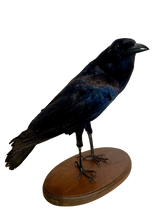 Load image into Gallery viewer, Cape Crow