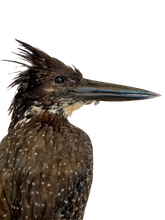 Load image into Gallery viewer, Giant Kingfisher