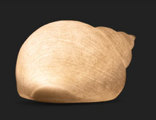 Load image into Gallery viewer, Snail Shell Decorative Light Up