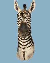 Load image into Gallery viewer, Zebra Bust #2 Taxidermy