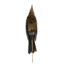 Load image into Gallery viewer, Female Blackbird Study Skin by Antoinette Ratcliffe