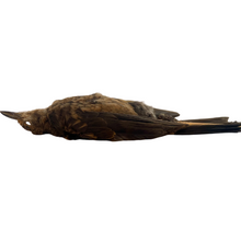 Load image into Gallery viewer, Female Blackbird Study Skin by Antoinette Ratcliffe
