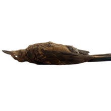 Load image into Gallery viewer, Female Blackbird Study Skin by Antoinette Ratcliffe
