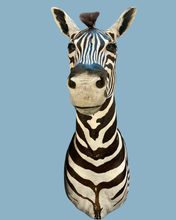 Load image into Gallery viewer, Zebra Bust #1 Taxidermy