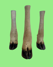 Load image into Gallery viewer, Hartebeest -Large Antelope Hooves