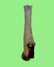 Load image into Gallery viewer, Hartebeest -Large Antelope Hooves