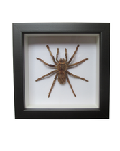 Load image into Gallery viewer, Bolivian Whiteknee Spider