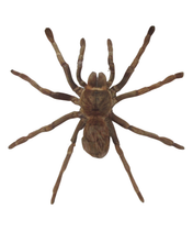 Load image into Gallery viewer, Bolivian Whiteknee Spider