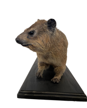 Load image into Gallery viewer, African Cape Rock Hyrax Taxidermy
