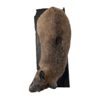 Load image into Gallery viewer, African Cape Rock Hyrax Taxidermy
