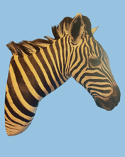 Load image into Gallery viewer, Zebra Bust #3 Taxidermy