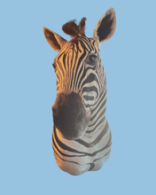 Load image into Gallery viewer, Zebra Bust #3 Taxidermy