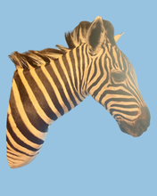 Load image into Gallery viewer, Zebra Bust #3 Taxidermy