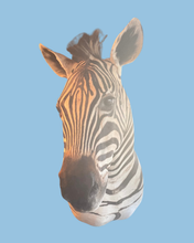 Load image into Gallery viewer, Zebra Bust #3 Taxidermy