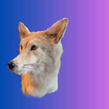 Load image into Gallery viewer, Coyote Bust