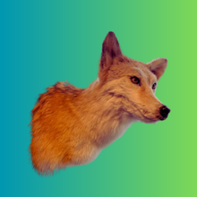 Load image into Gallery viewer, Coyote Bust