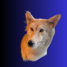 Load image into Gallery viewer, Coyote Bust