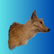 Load image into Gallery viewer, Coyote Bust