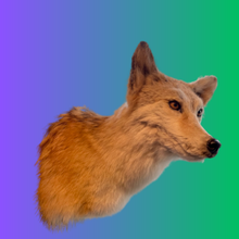 Load image into Gallery viewer, Coyote Bust
