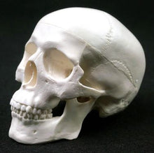 Load image into Gallery viewer, Mini Anatomical Human Skull Model

