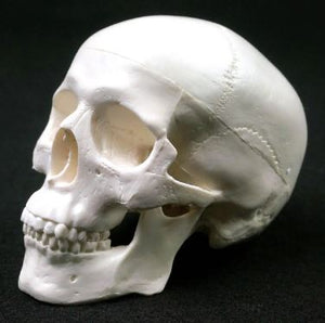 Mini Anatomical Human Skull Model