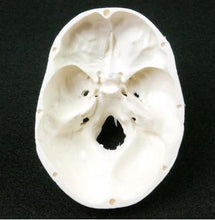 Load image into Gallery viewer, Mini Anatomical Human Skull Model

