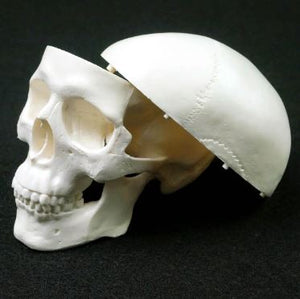 Mini Anatomical Human Skull Model