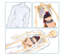 Load image into Gallery viewer, Transparent Human Anatomy Model