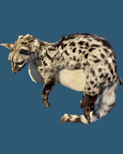 Load image into Gallery viewer, Cape Genet Taxidermy