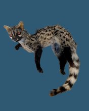 Load image into Gallery viewer, Cape Genet Taxidermy
