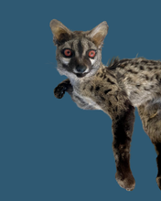 Load image into Gallery viewer, Cape Genet Taxidermy