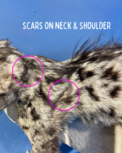 Load image into Gallery viewer, Cape Genet Taxidermy