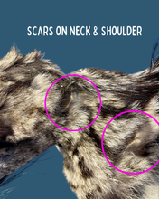 Load image into Gallery viewer, Cape Genet Taxidermy