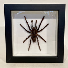 Load image into Gallery viewer, Framed Cocoa Plant Tarantula
