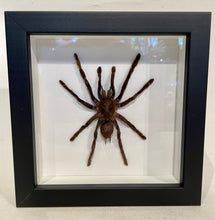 Load image into Gallery viewer, Framed Cocoa Plant Tarantula
