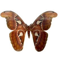 Load image into Gallery viewer, Framed Giant Atlas Moth

