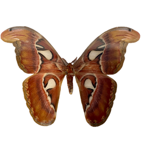 Framed Giant Atlas Moth