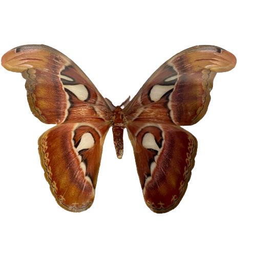 Framed Giant Atlas Moth
