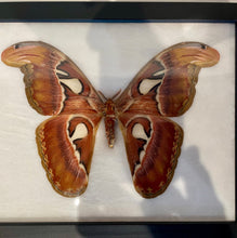 Load image into Gallery viewer, Framed Giant Atlas Moth
