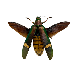 Framed Malay Jewel Beetle