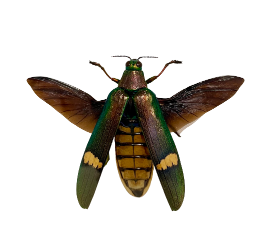 Framed Malay Jewel Beetle