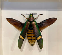 Load image into Gallery viewer, Framed Malay Jewel Beetle
