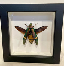 Load image into Gallery viewer, Framed Malay Jewel Beetle
