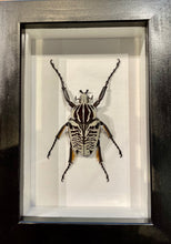 Load image into Gallery viewer, Goliath Scarab Beetle
