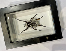 Load image into Gallery viewer, Goliath Scarab Beetle
