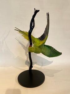 Ringneck Parakeet-Acrobatic Pose - Antoinette Ratcliffe