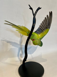 Ringneck Parakeet-Acrobatic Pose - Antoinette Ratcliffe