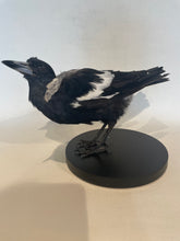 Load image into Gallery viewer, Australian Magpie - Antoinette Ratcliffe
