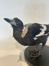 Load image into Gallery viewer, Australian Magpie - Antoinette Ratcliffe

